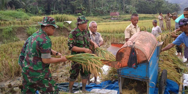 Dengan Pola  Tanam  Jarwo Hasil Panen Padi di  Karangpucung 